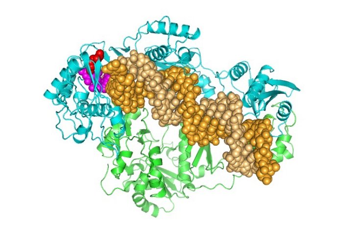 Virus VIH-2