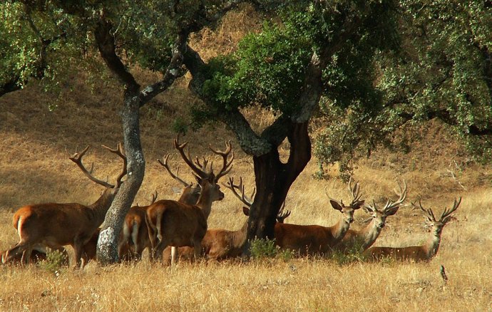 Ciervos En Sierra Morena