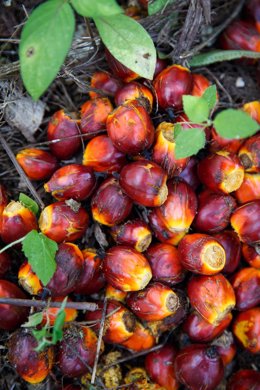 Fruto de la palma para producir aceite de palma