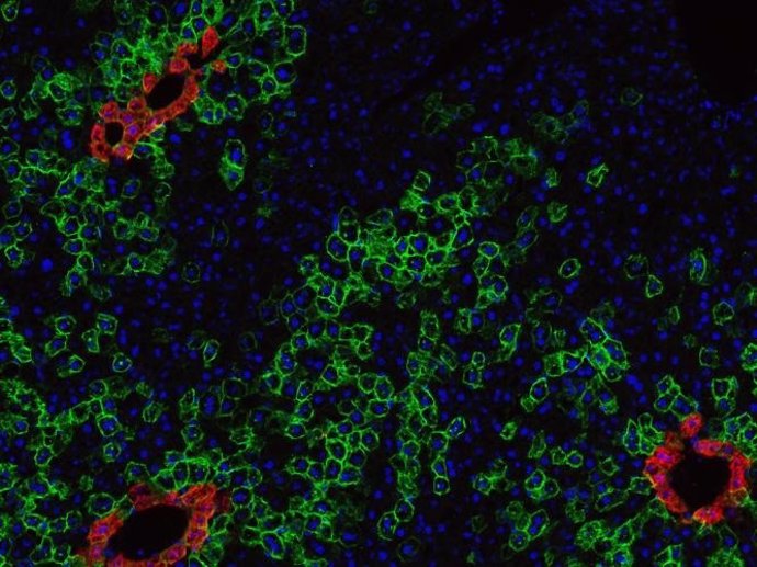 Células madre (en rojo) del hígado de un ratón