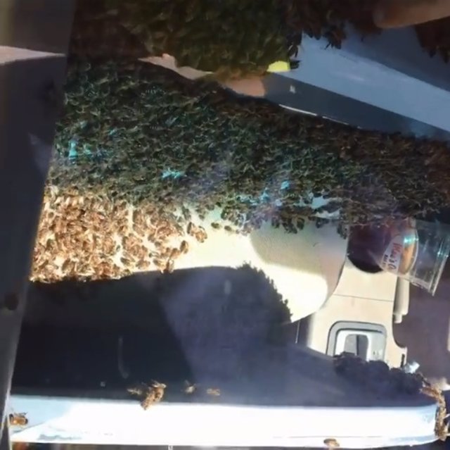 Un hombre viaja 60 kilómetros con cientos de abejas sueltas en su coche