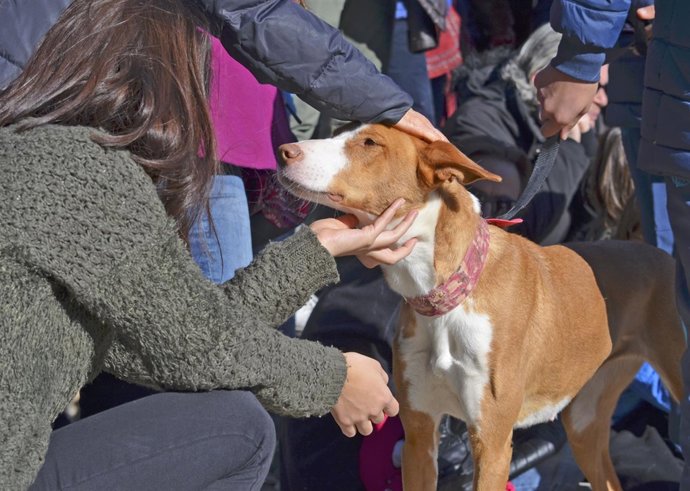 Desfile solidario de perros abandonados