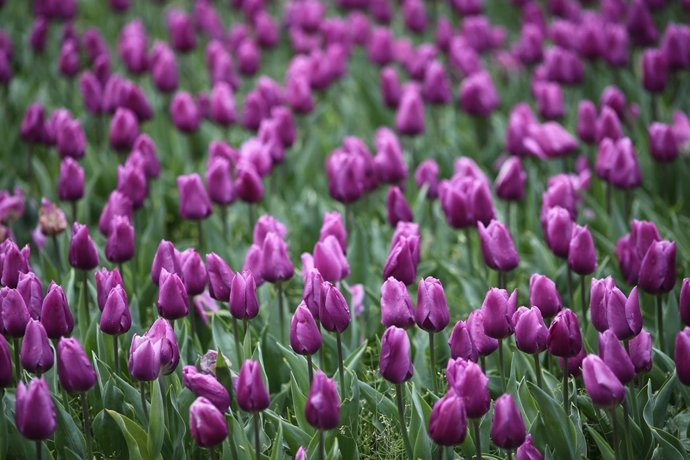 Real Jardín Botánico de Madrid