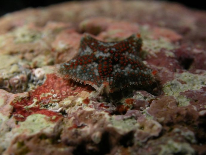 Estrelles