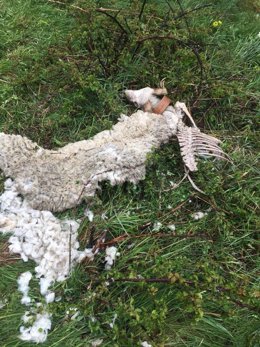  Restes D'Una Ovella Morta