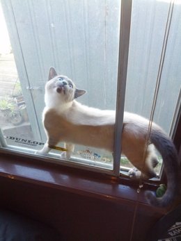 Gato atrapado entre ventanas