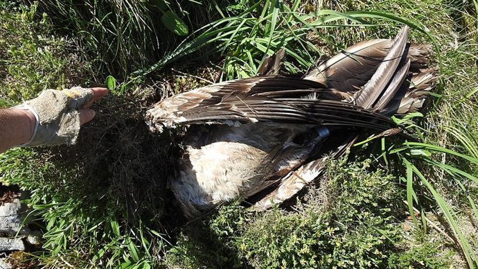 Quebrantahuesos hallado muerto