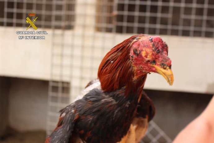 Gallo pelea Son Banya