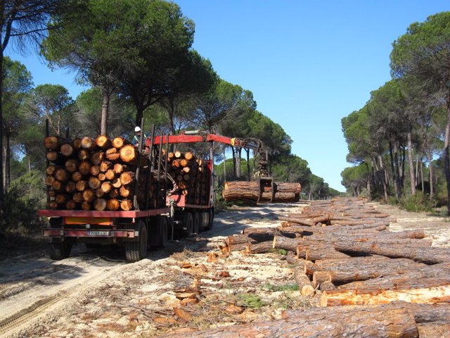 Trabajos en montes públicos andaluces                 