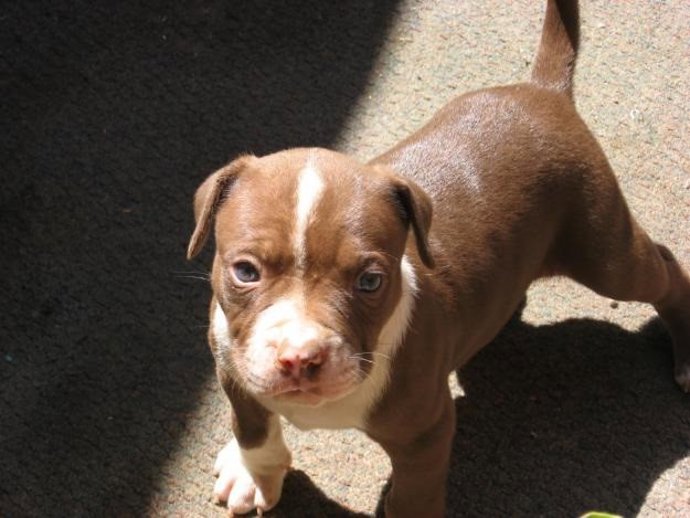 Cachorro de raza pitbull