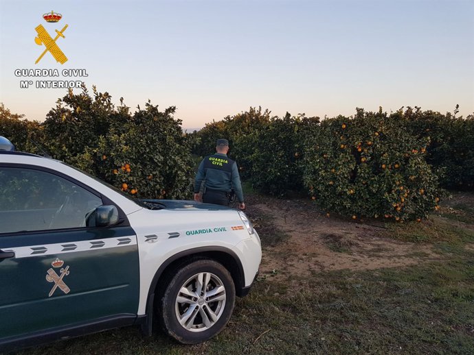 Guardia Civil detenido a los presuntos autores de un robo de kilos de naranjas