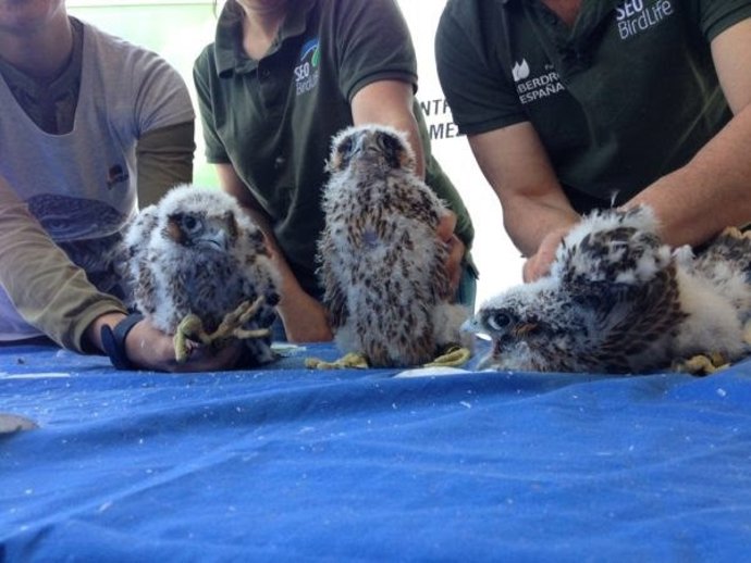 Marcaje de halcón peregrino