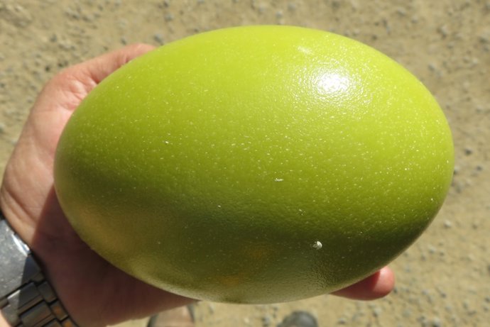 Ayuntamiento De Jerez. Primer Envío. Notas De Prensa Y Fotografías