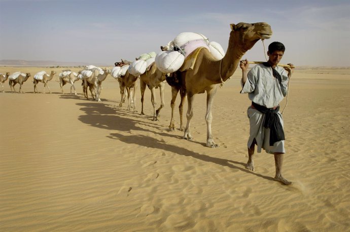 Un hombre con un grupo de camellos en Mauritania