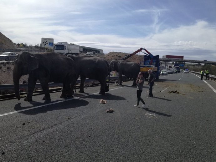 Accidente de un camión que transportaba elefantes en Albacete