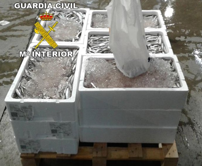 Pescado maduro intervenido