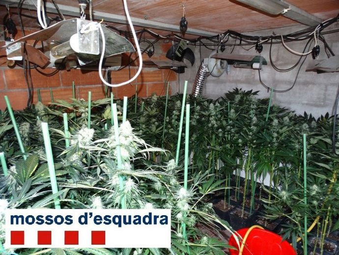 Plantación de marihuana hallada por los Mossos d'Esquadra en Figueres