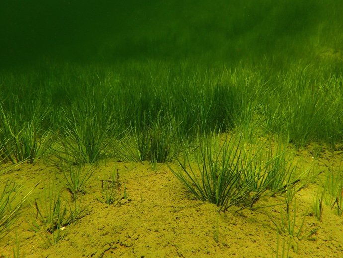 Plantes subaqüàtiques
