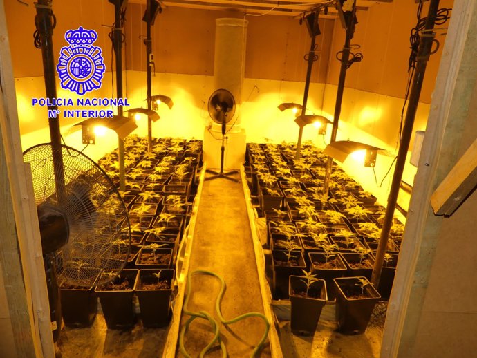 La Policía Nacional Ha Desmantelado Un Laboratorio De Cannabis En La Cistérniga