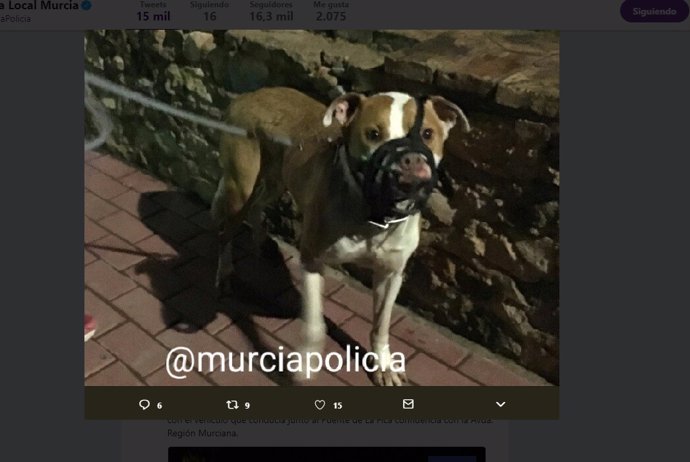 Imagen del perro publicada por la Policía Local en Twitter