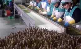 Cooperativa de espárrago en Montefrío 