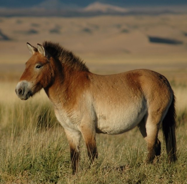 Ejemplar de caballo de Przewalski, única subespecie salvaje de caballo