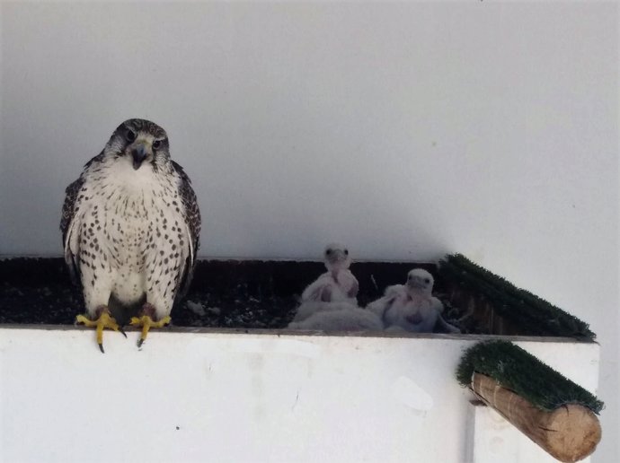 Polluelos de halcones naciodos en el aeropuerto de Fuerteventura
