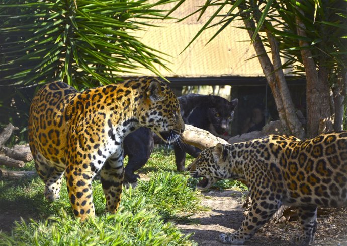 Jaguares en Terra Natura
