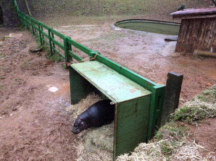 Recinto de hipopótamos pigmeo en Cabárceno 