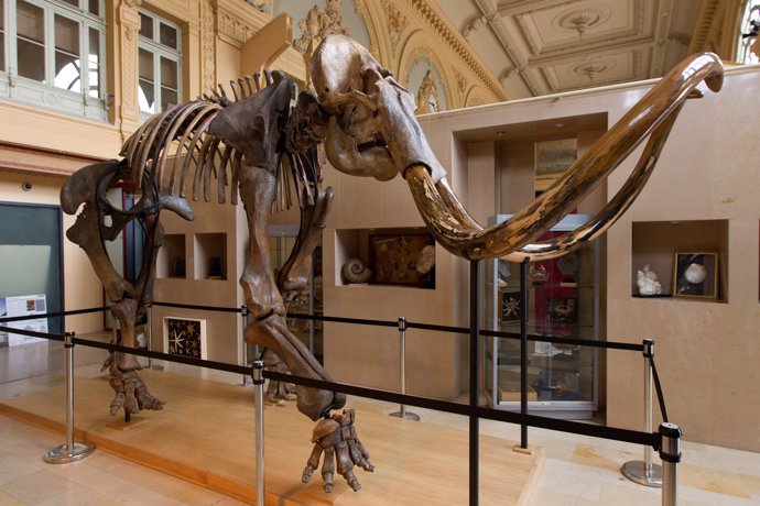 A complete mammoth skeleton is displayed before its auction by Aguttes auction h