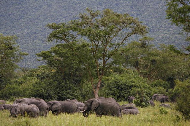 Elefantes en el Parque Nacional Virunga en RDC