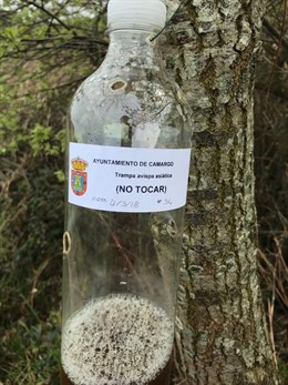 Trampa de avispa asiática en Cantabria
