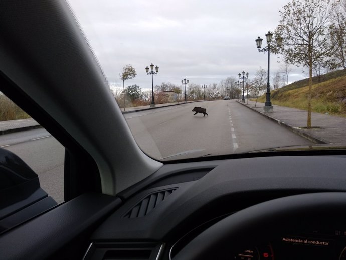 Jabalí en la carretera