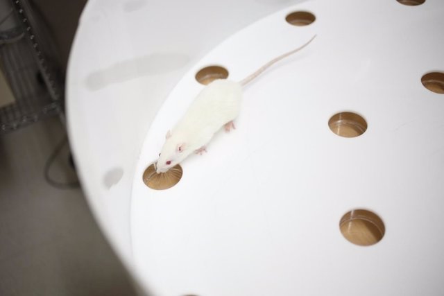 Experimento para probar la memoria de las ratas