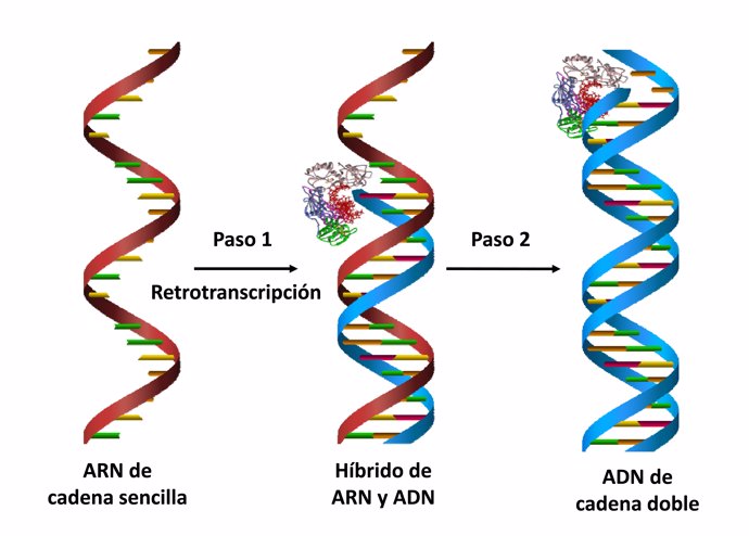 La síntesis de ADN por parte de la retrotranscriptasa del VIH