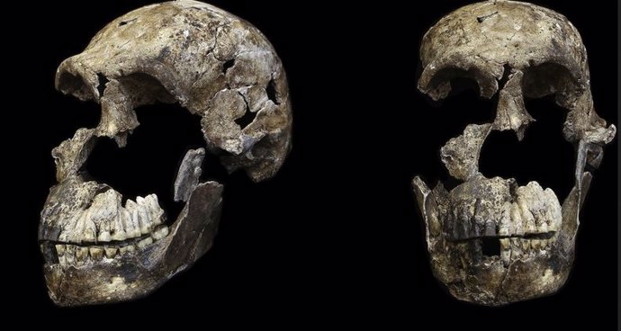 Cráneo de Homo Naledi