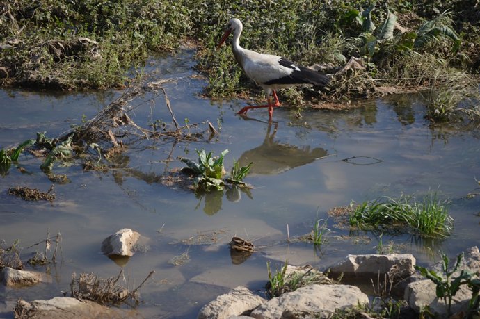 Una cigonya en el riu Segre, a Lleida