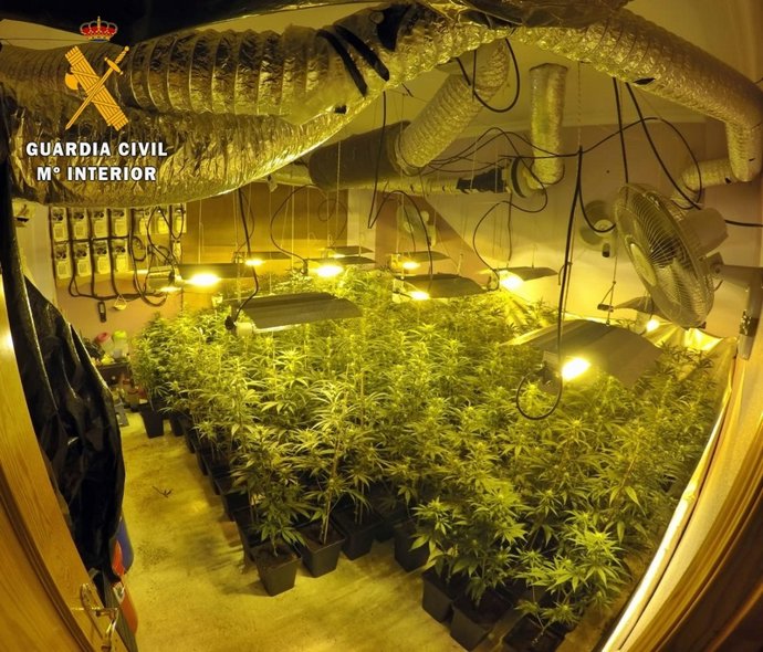 [Badajoz] "La Guardia Civil Interviene 150 Plantas De Marihuana En Un Domicilio 