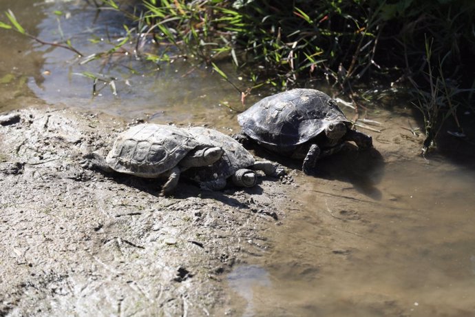 Tortugas leprosas, autóctonas del Manzanares