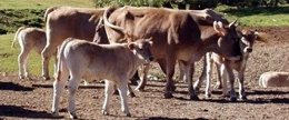 Agricultura pagarà els 6,4 milions d'ajudes a vaques nodrisses