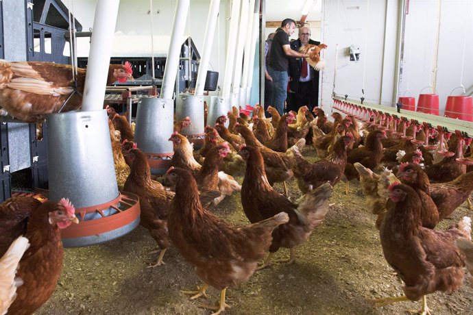 Oria visita la granja avícola de huevos ecológicos en Anero