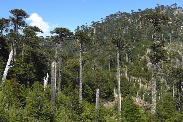 Bosque de araucaria en Chile