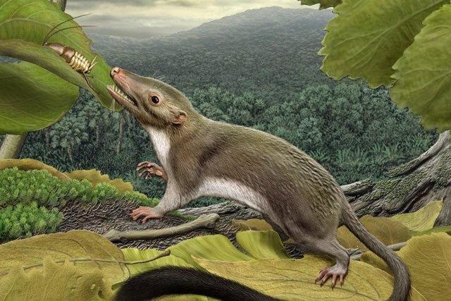 Ancestro de mamífero adaptado a comer insectos