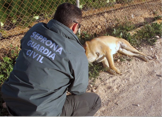 Seprona Guardia Civil, maltrato animal