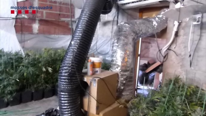 Plantació de marihuana desmantellada pels Mossos en una masia de Girona