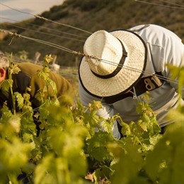 Bodega Mariscalas en la ZEPA y LIC Encinares de los ríos Alberche y Cofío
