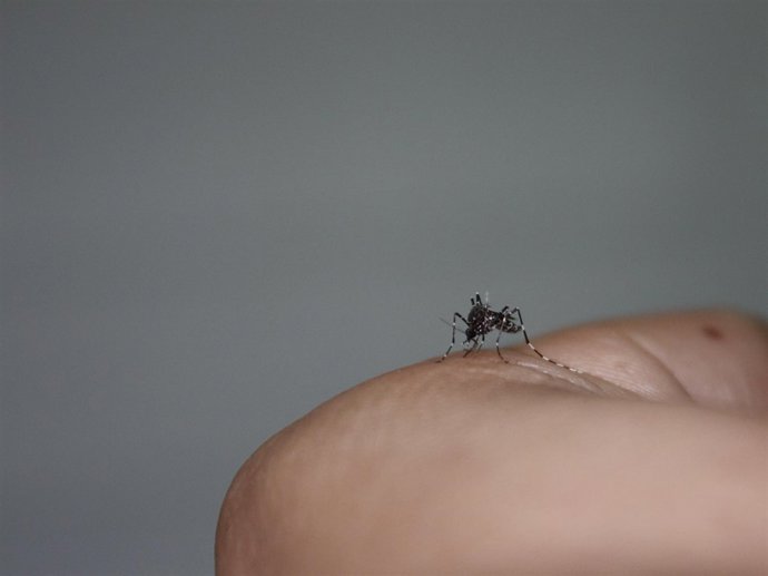 [Sevilla] [Comunicacion.Csic.Andalucia] Ndp El Mosquito Aedes Vittatus En Huelva