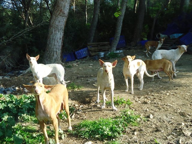 Localizados 22 perros salvajes en el municipio de Sant Josep (Ibiza) en lo que va de año