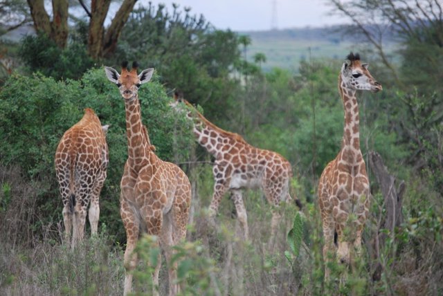 Grupo de jóvenes jirafas