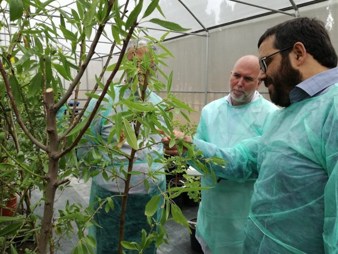 Invernaderos Xylella 